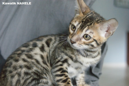 femelle brown rosetted